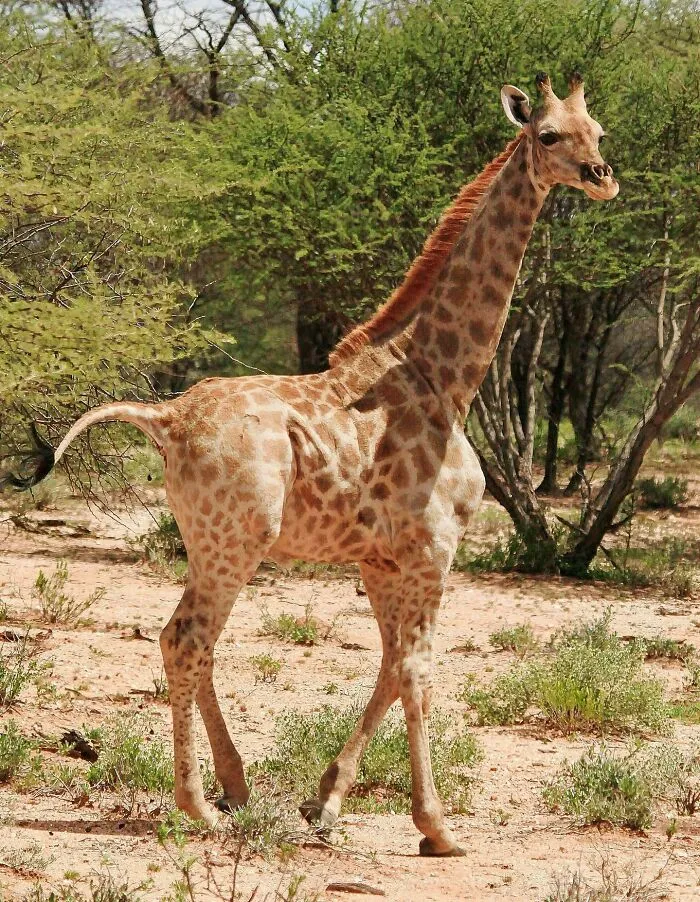 Only Two Dwarf Giraffes Have Ever Been Documented. This Is One Of Them. His Name's Gimli