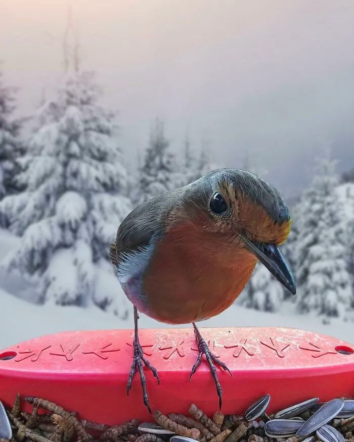 Because Of High Mortality In The First Year Of Life, A Robin Has An Average Life Expectancy Of 1.1 Years