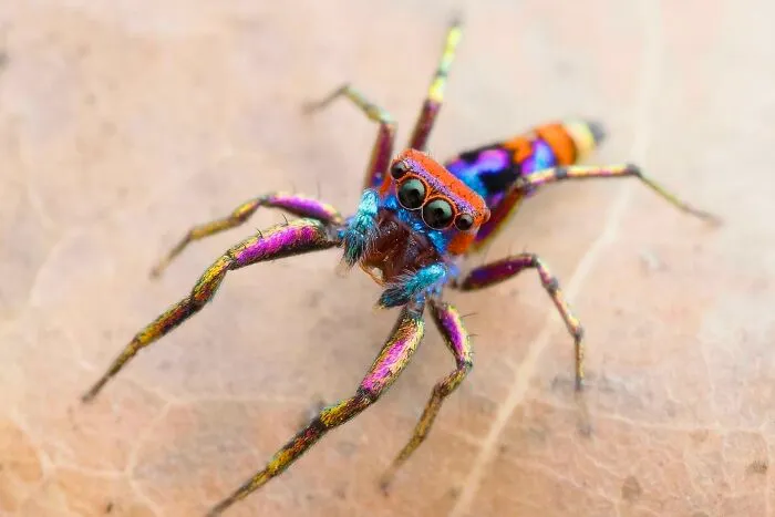 Arguably The Most Colourful Spider In The World, Chrysilla Volupe Is A Jumping Spider Native To Sri Lanka, India, Nepal, And Bhutan