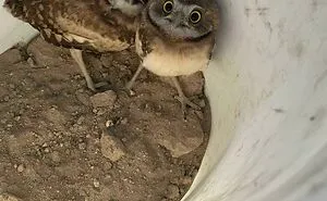 50 Awesome Facts About Animals You Probably Didn’t Know, As Shared On “Awwducational” (New Pics)