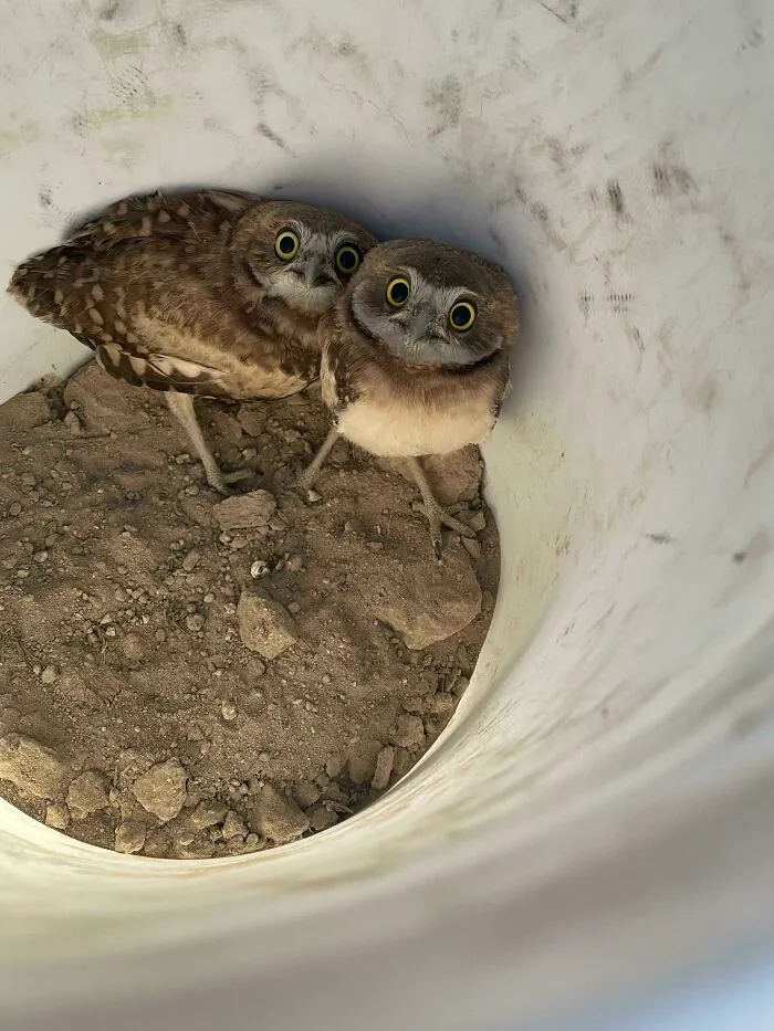 Burrowing Owls Are Unique In That They Nest Underground. They Often Utilize Abandoned Burrows Dug By Ground Squirrels, Prairie Dogs, And Other Mammals!