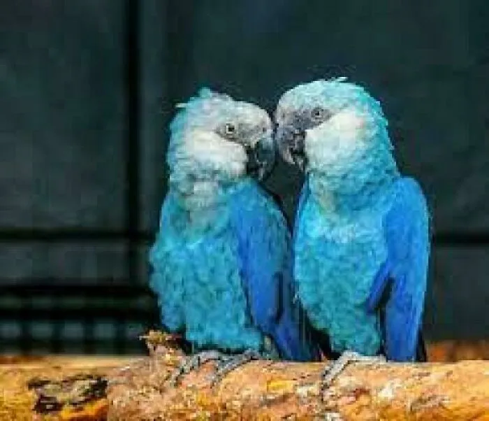 This Is The Spix's Macaw. It Is Endemic To Brazil. It Was Declared Extinct In The Wild In 2019