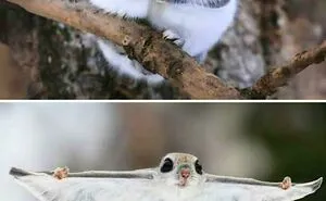 50 Awesome Facts About Animals You Probably Didn’t Know, As Shared On “Awwducational” (New Pics)