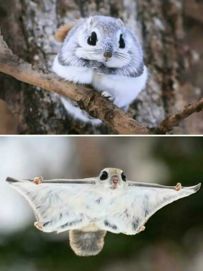 Japanese Dwarf Flying Squirrels Glide Using Special Skin Flaps Called Patagia—they Can Soar From Tree To Tree Like Tiny Forest Gliders!