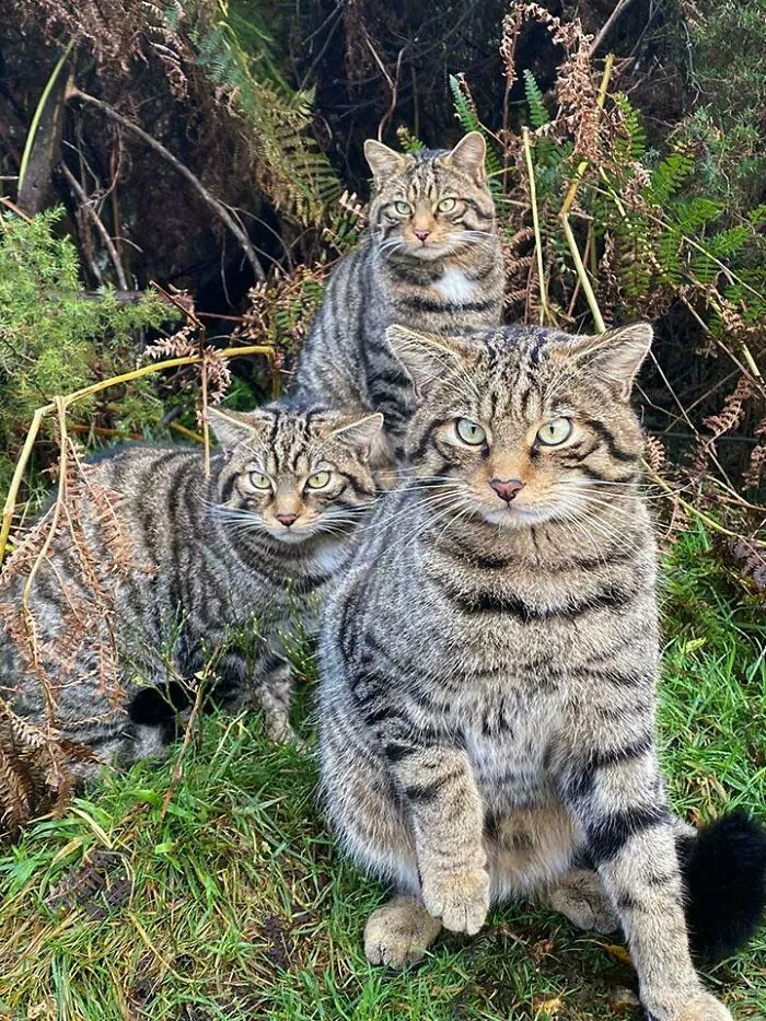 After 2000 Years Of Isolation, A Few Decades Of Interbreeding Have Rendered The Scottish Wildcat “Genomically Extinct”