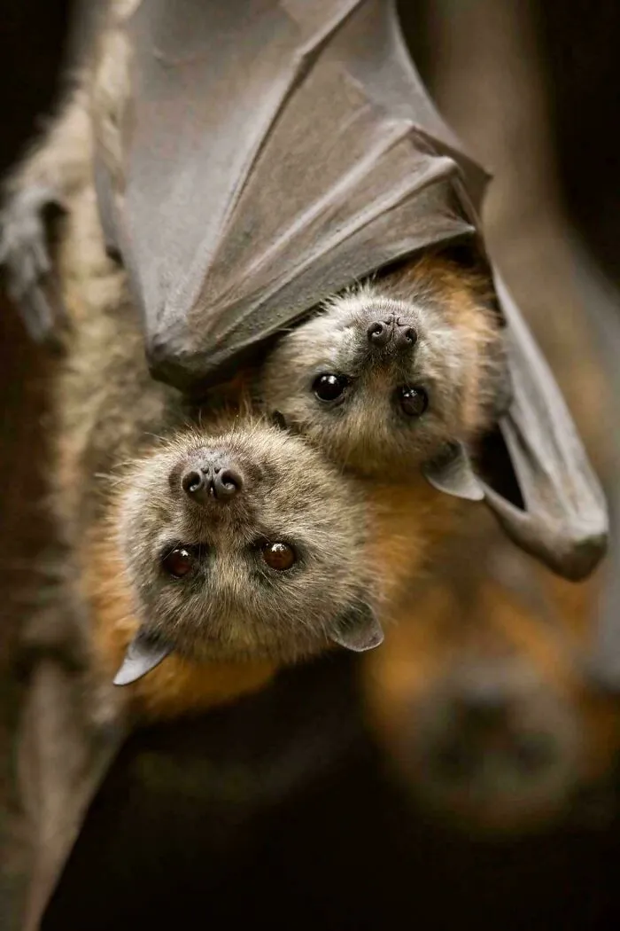 Flying Foxes Are Crucial Pollinators That Keep Native Forests Healthy