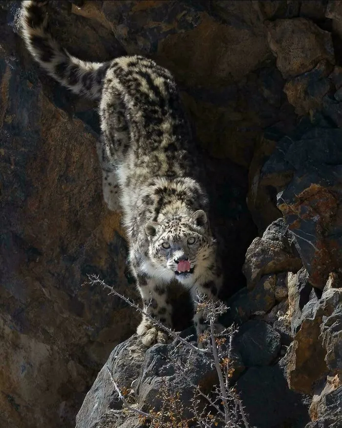 Snow Leopards Are Primarily Crepuscular, Meaning That They Are Most Active During Dawn And Dusk. They Are Capable Of [taking Out] Animals More Than Three To Four Times Their Own Weight