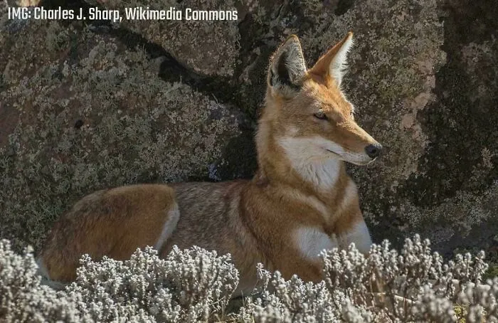 This Is The Ethiopian Wolf, One Of The Rarest Canids In The World, Among The Most Endangered Carnivores In Africa