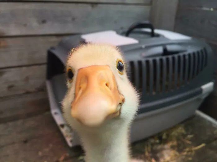 Esta foto que tomé de mi ganso bebé