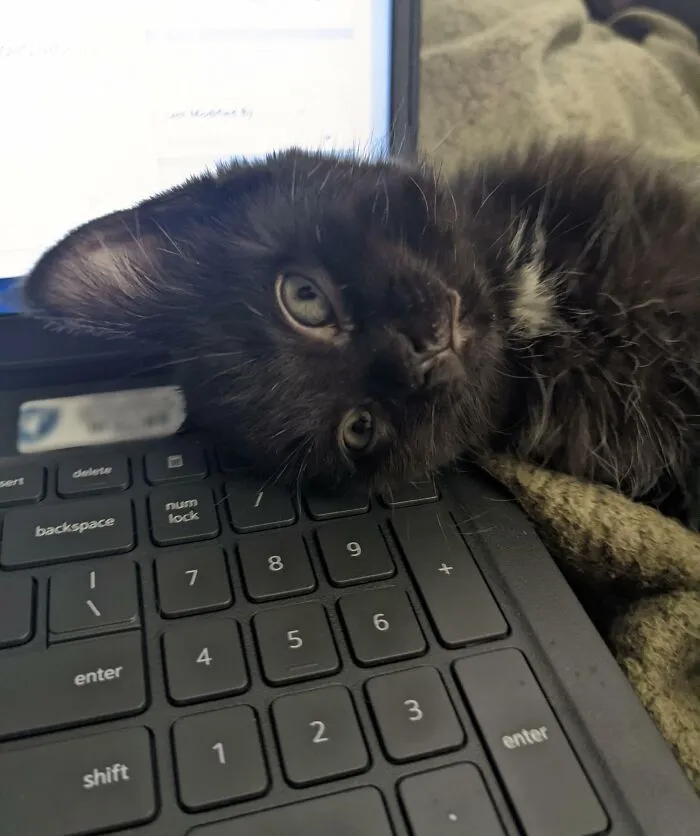 Hellooo! Please Stop Working And Pet Me