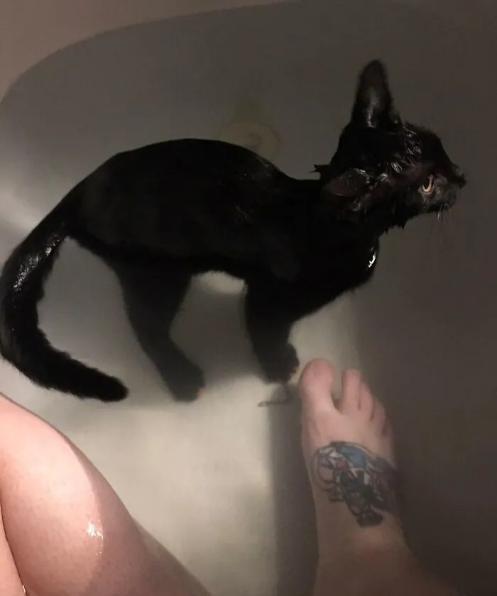 Didn’t Lock The Door, Ended Up With Company In The Bathtub