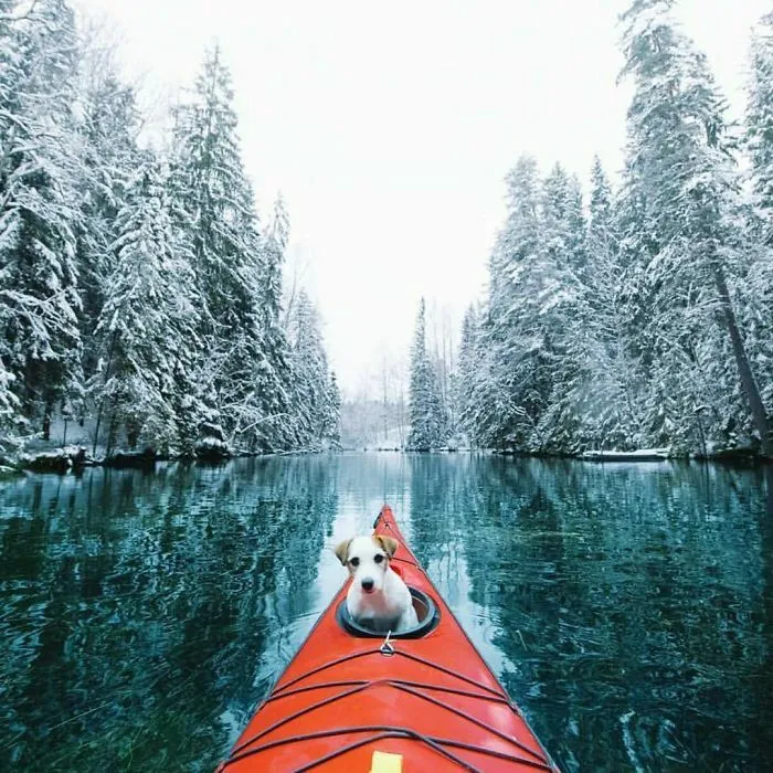 Dog In A Boat