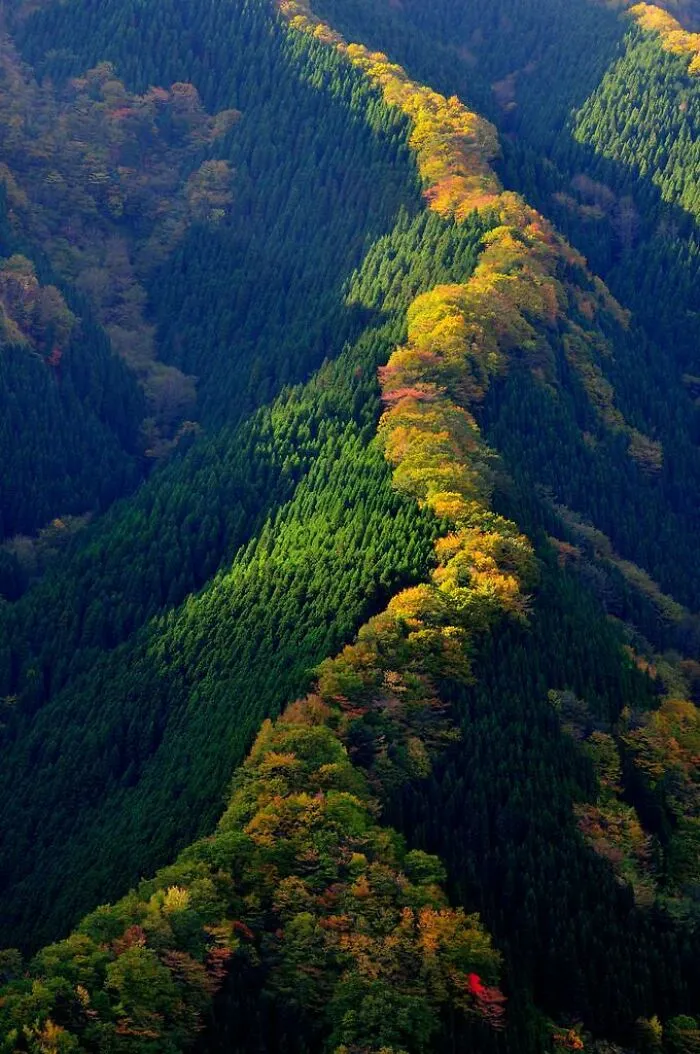 Maple Trees Along A Ridge, Japan