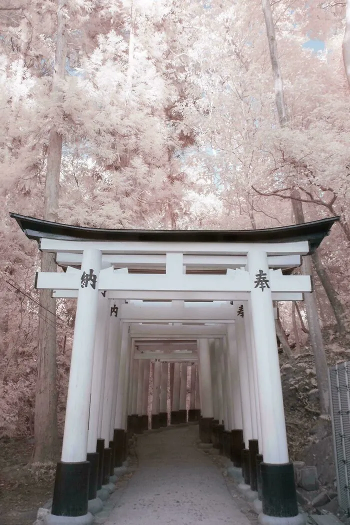 Japan Kyoto Inari Gate