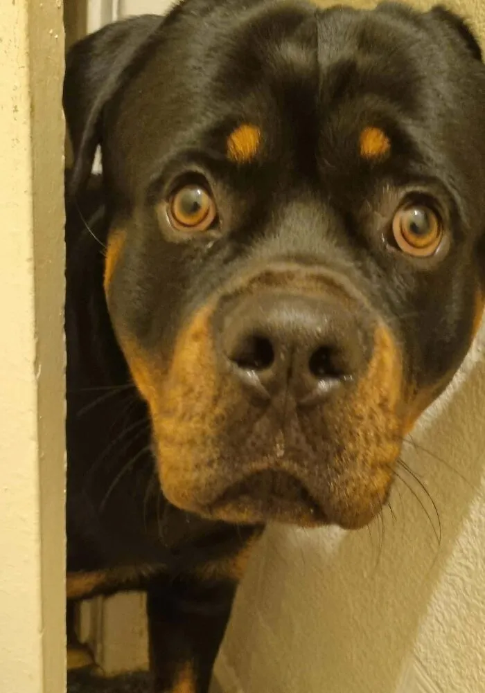 I Really Need To Get A Lock On The Toilet Door. Just 5 Minutes Privacy Please
