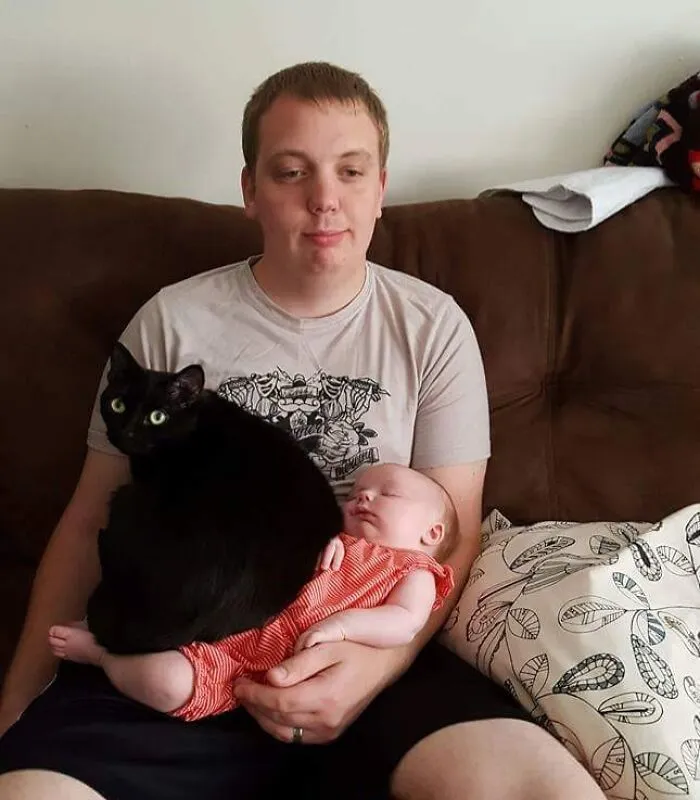 This Is Our Cat Charlotte. She Is Not Familiar With Boundaries, And Has Exactly Zero Shame