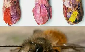 50 Awesome Facts About Animals You Probably Didn’t Know, As Shared On “Awwducational” (New Pics)
