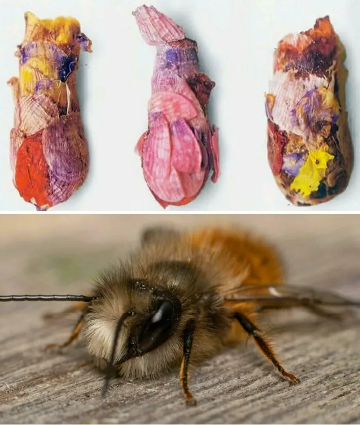Osmia Avosetta: These Solitary Bees Place Their Eggs In Colorful Nesting Capsules That They Build Using Flower Petals, Nectar, And Mud