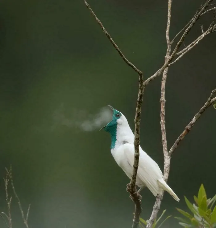 Bare-Throated Bellbird. The Male Has One Of The Loudest Calls Of Any Bird