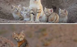 50 Awesome Facts About Animals You Probably Didn’t Know, As Shared On “Awwducational” (New Pics)