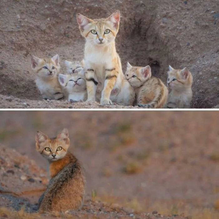 Sand Cats Have Been Described To Close Their Eyes At Night When Humans Approach Making Them Difficult To See Them Because They Blend In With Their Environment