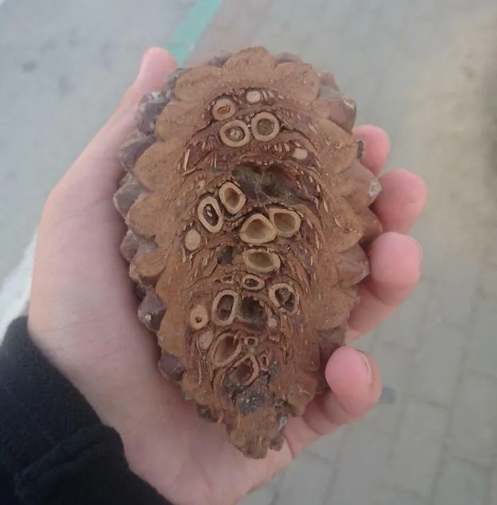 This Is What The Inside Of A Pine Cone Looks Like