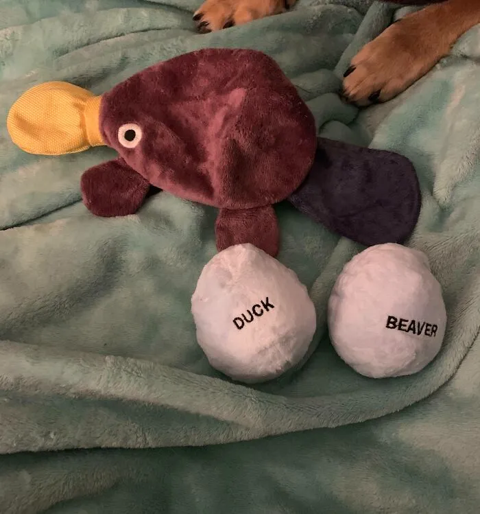 Well They Aren’t Wrong. What’s Inside The Platypus Dog Toy