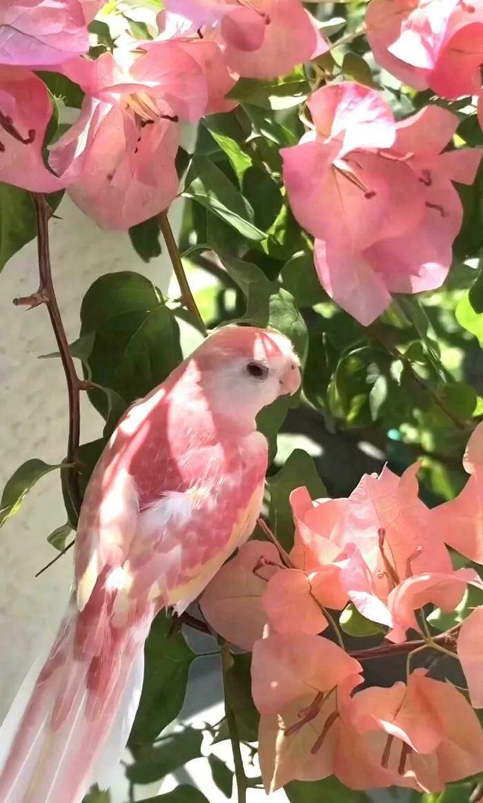 Este pájaro escondido entre las flores