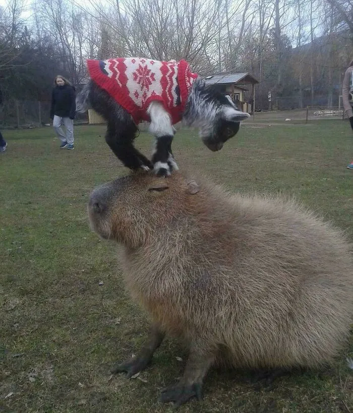 Una cabra con un abrigo sobre un capibara 