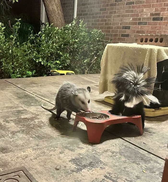 Siempre ponemos comida para los gatos callejeros y empezaron a aparecer estos dos amiguitos, siempre juntos