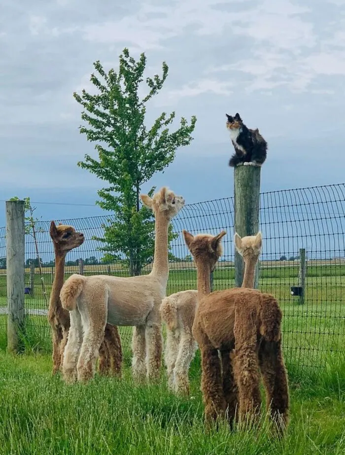 A cat sitting on a post watches five alpacas standing in a grassy field with a fence and tree in the background.