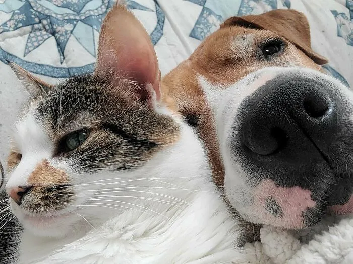 My Once Feral Cat, And My Rescued Fighting Dog, Have Started Cuddling Together.😭