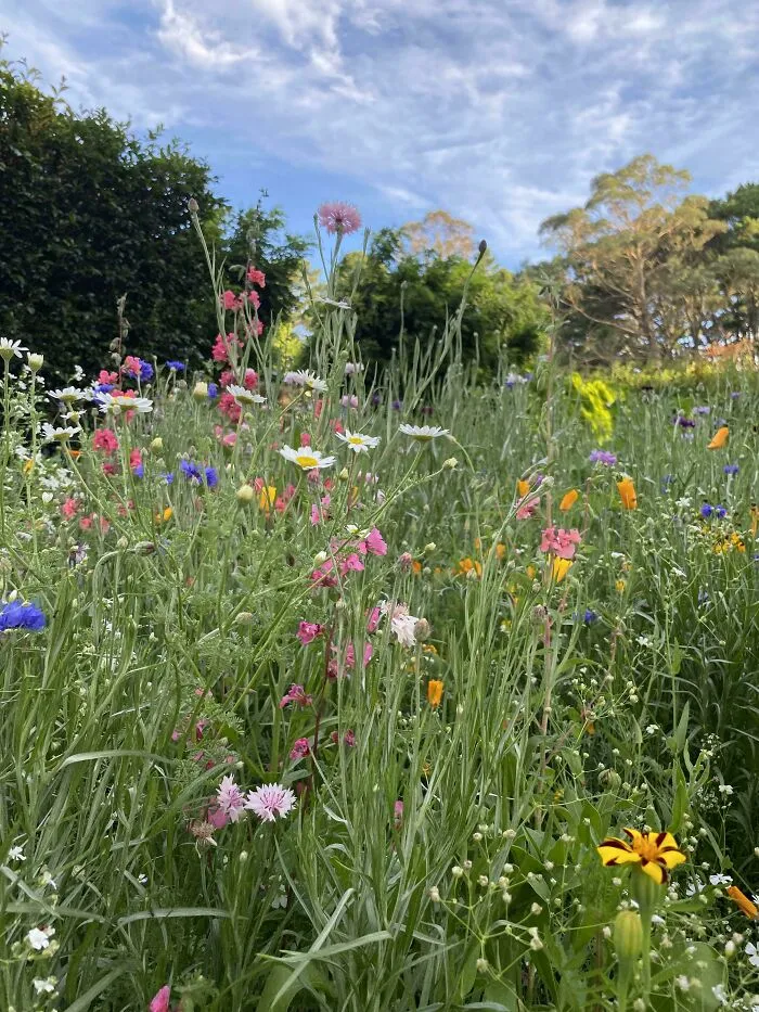 Planté un prado de flores