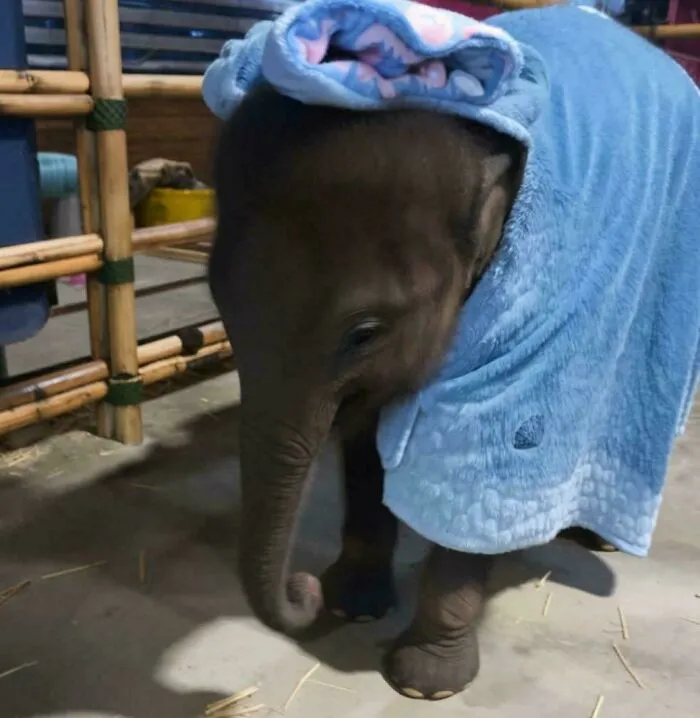 Un bebé elefante con una cobija
