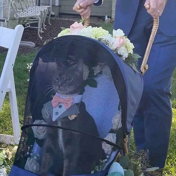 El padrino perfecto