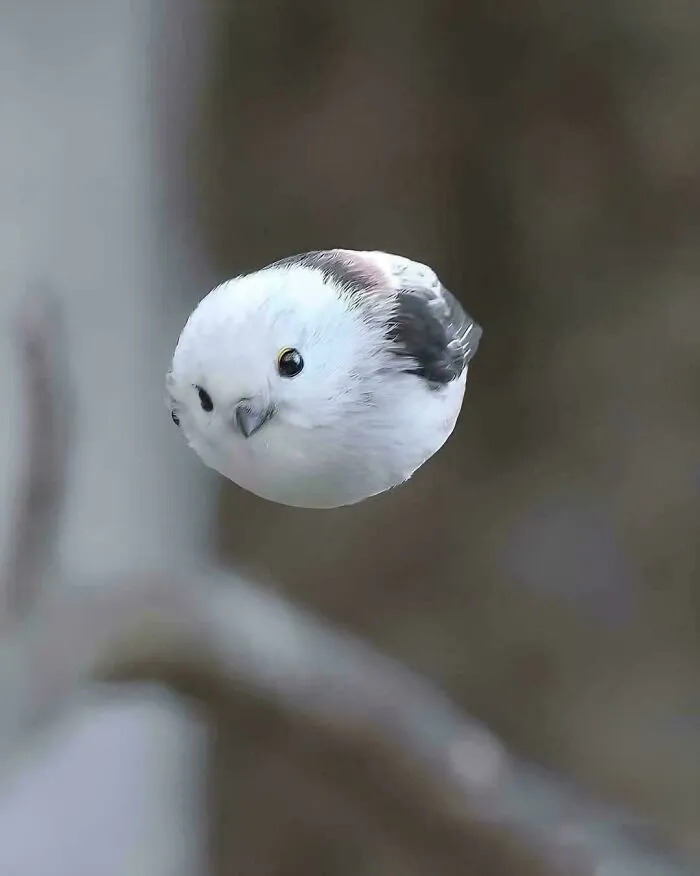 El carbonero colilargo, un pequeño pájaro de Japón