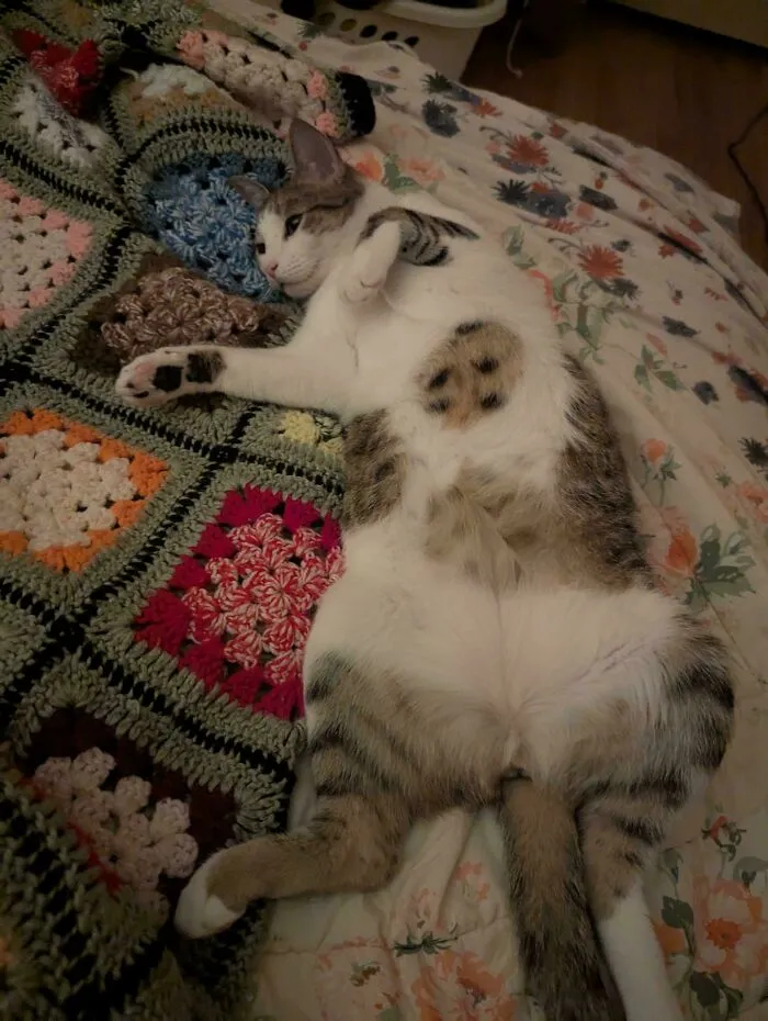 Tabby cat lying on its back on a colorful crocheted blanket, a wholesome photo perfect as eye bleach for soothing views.