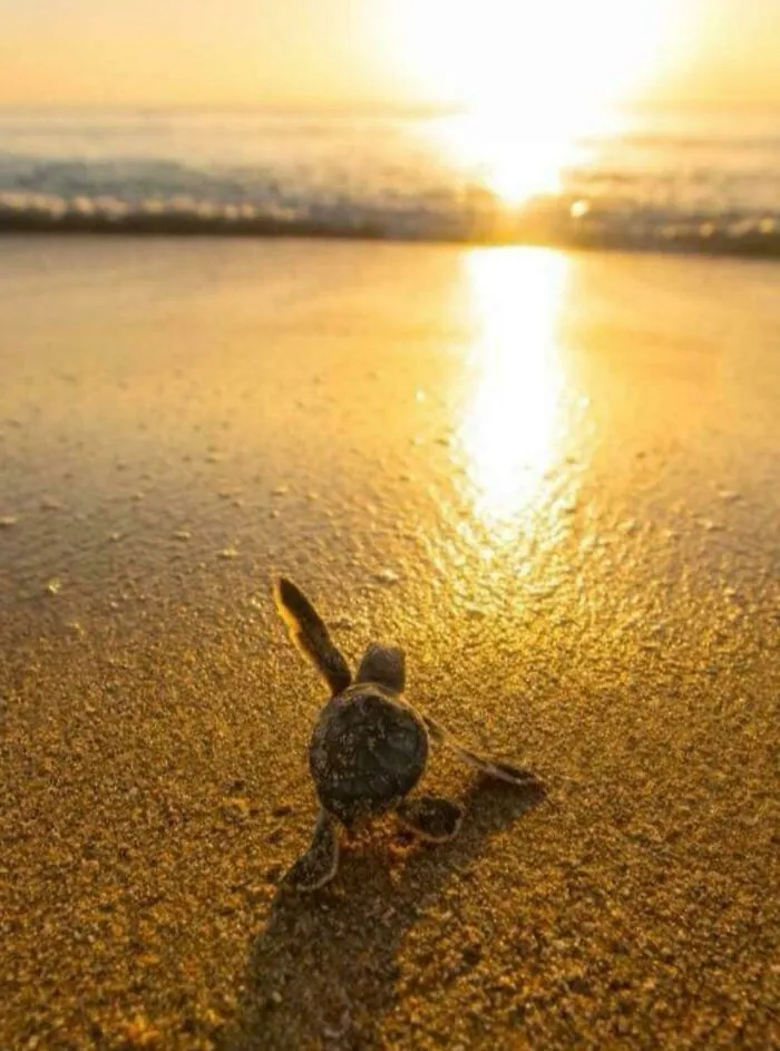 Una tortuga bebé que comienza su vida