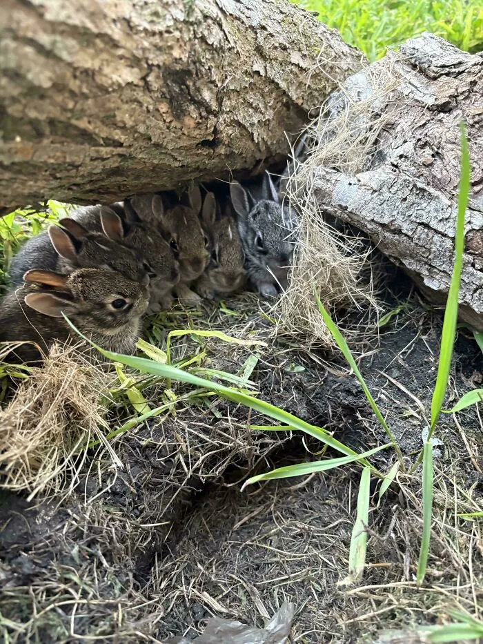 In My Backyard