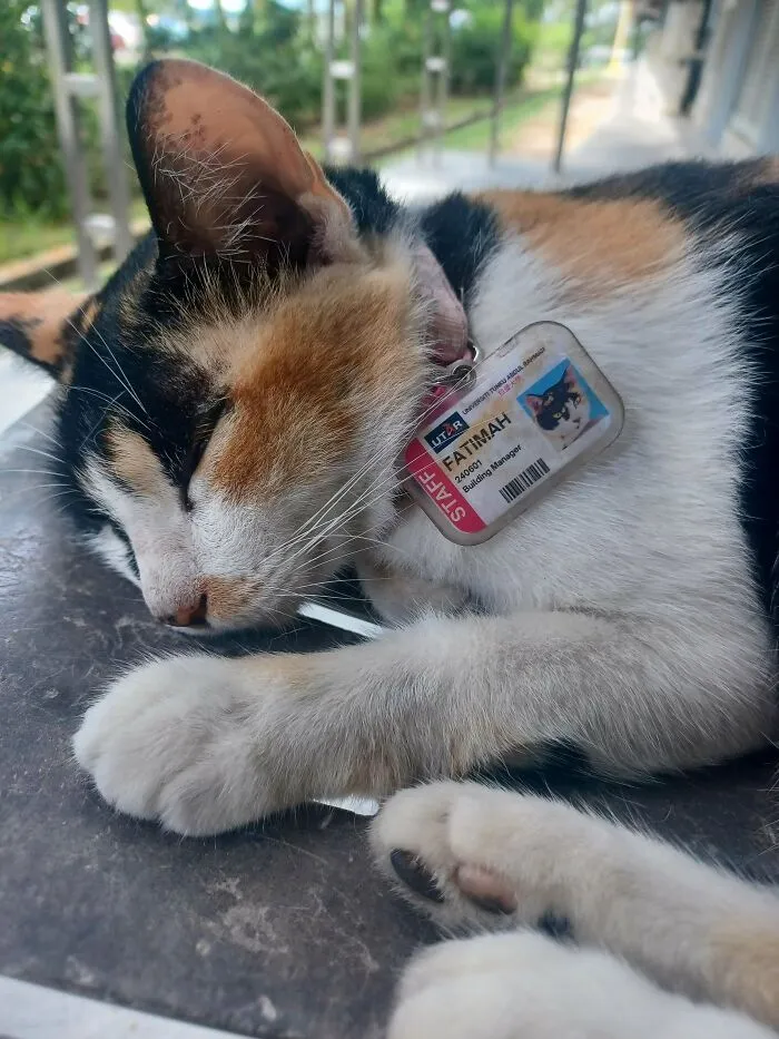 This Stray Calico At My Campus Has Been Promoted To Building Manager