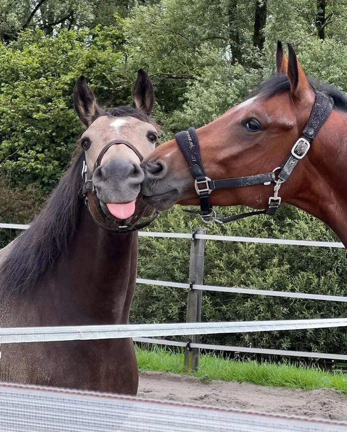 Two horses nuzzling in a fenced grassy area, a wholesome photo perfect for eye bleach to cleanse your eyes.