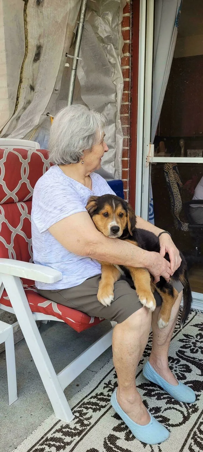 Elderly woman sitting on a chair outside holding a puppy, a wholesome photo perfect for eye bleach and cleansing your eyes.