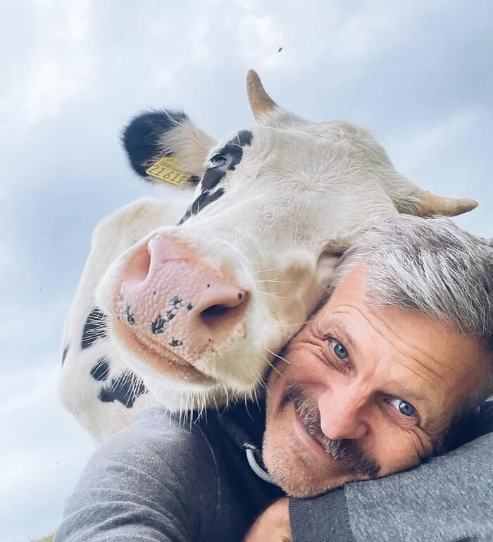 Selfie con una vaca