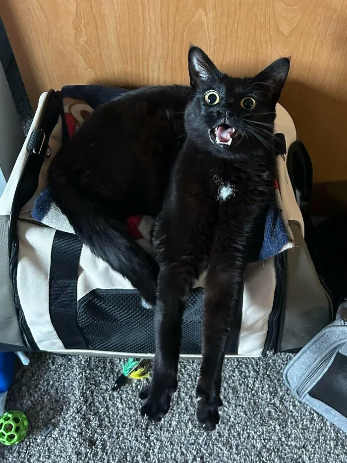 Magpie Likes To Be Loud