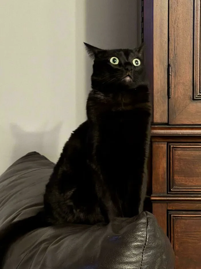 There Was A Moth. Only Brain Cell Activated