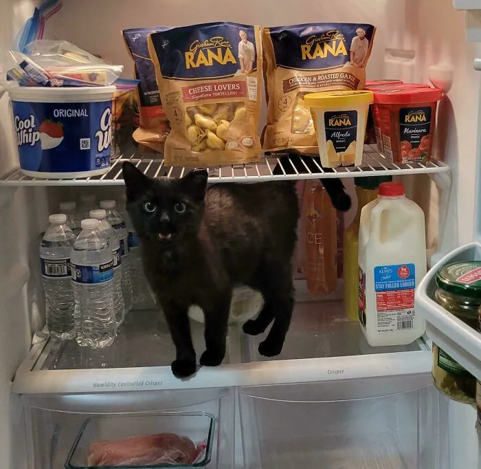 I Told Yuri To Get Out Of The Fridge