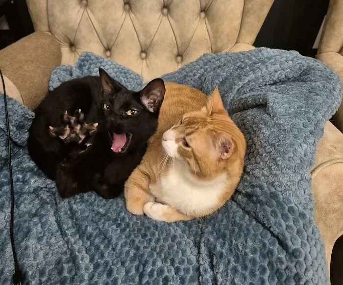 He Yawned Just As I Was Taking The Picture