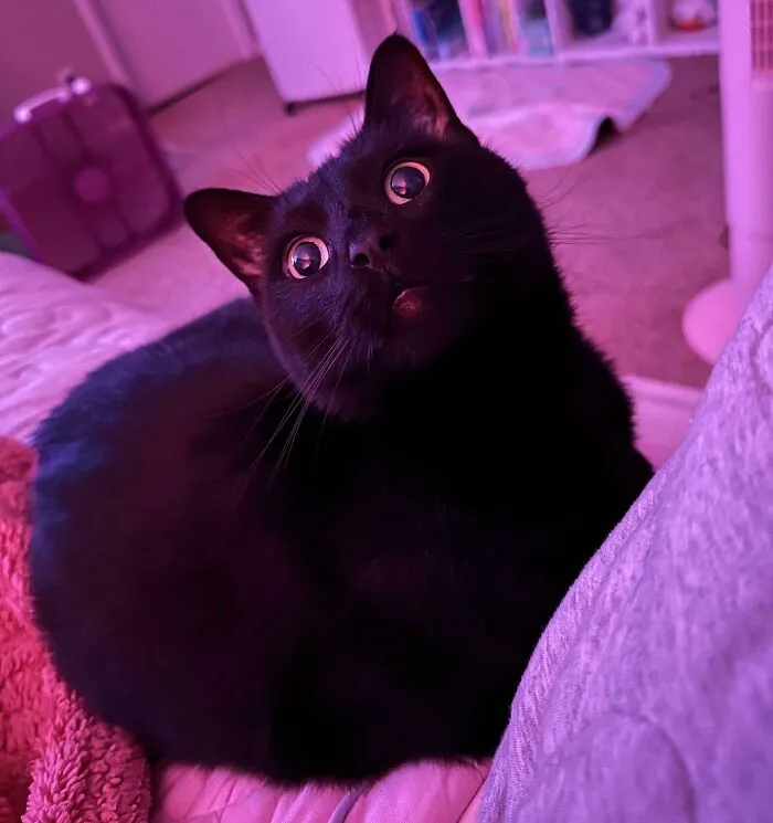 He Ate A Lizard That Got Into The House Today…..lizard Count At 2 Now