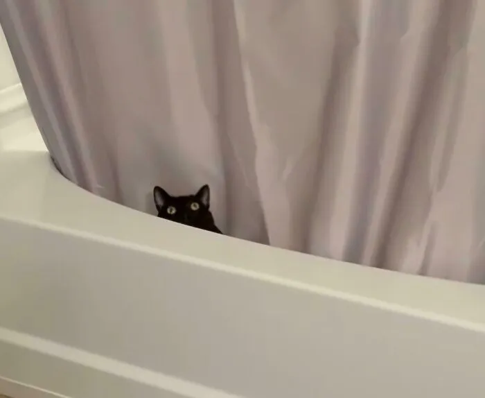 He Lost The Brain Cell In The Bathtub And He's Trying To Retrieve It