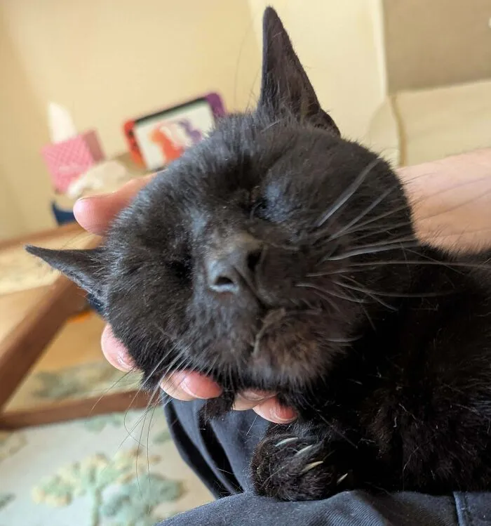 Turns Out That My 17 Year Old Void Doesn't Have Thyroid Disease, He Just Wants More Food
